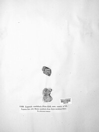 Media resource of Lepraria candelaris